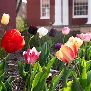 Tulips blooming on campus